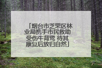 烟台市芝罘区林业局携手市民救助受伤牛背鹭 待其康复后放归自然