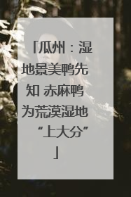 瓜州：湿地景美鸭先知 赤麻鸭为荒漠湿地“上大分”