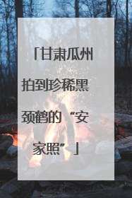 甘肃瓜州拍到珍稀黑颈鹤的“安家照”