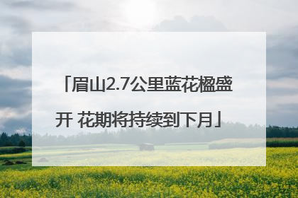眉山2.7公里蓝花楹盛开 花期将持续到下月