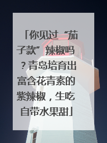 你见过“茄子款”辣椒吗？青岛培育出富含花青素的紫辣椒，生吃自带水果甜