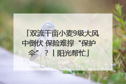 双流千亩小麦9级大风中倒伏 保险难撑“保护伞”？丨阳光帮忙