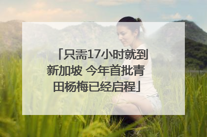 只需17小时就到新加坡 今年首批青田杨梅已经启程