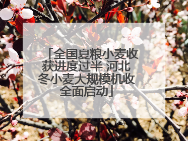 全国夏粮小麦收获进度过半 河北冬小麦大规模机收全面启动