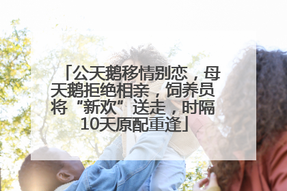 公天鹅移情别恋，母天鹅拒绝相亲，饲养员将“新欢”送走，时隔10天原配重逢