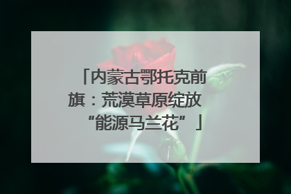 内蒙古鄂托克前旗：荒漠草原绽放“能源马兰花”