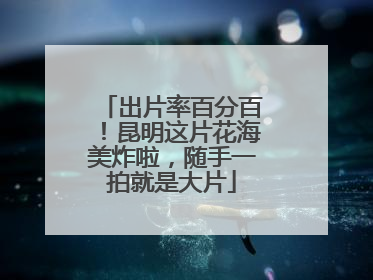 出片率百分百！昆明这片花海美炸啦，随手一拍就是大片