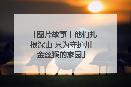 图片故事丨他们扎根深山 只为守护川金丝猴的家园