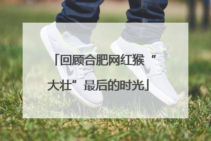 回顾合肥网红猴“大壮”最后的时光