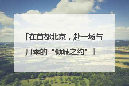 在首都北京，赴一场与月季的“倾城之约”