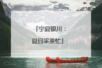 宁夏银川：夏日采茶忙