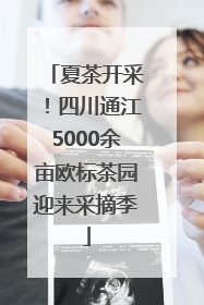 夏茶开采！四川通江5000余亩欧标茶园迎来采摘季