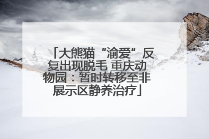 大熊猫“渝爱”反复出现脱毛 重庆动物园：暂时转移至非展示区静养治疗