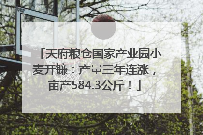 天府粮仓国家产业园小麦开镰：产量三年连涨，亩产584.3公斤！