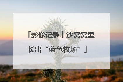 影像记录丨沙窝窝里长出“蓝色牧场”