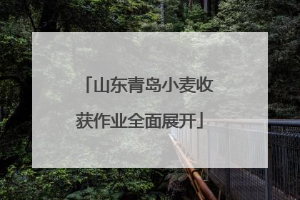山东青岛小麦收获作业全面展开
