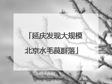 延庆发现大规模北京水毛茛群落