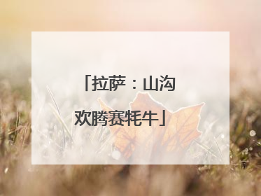 拉萨：山沟欢腾赛牦牛