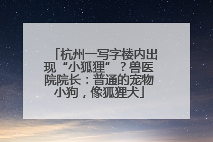 杭州一写字楼内出现“小狐狸”？兽医院院长：普通的宠物小狗，像狐狸犬