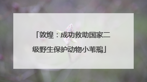 敦煌：成功救助国家二级野生保护动物小苇鳽