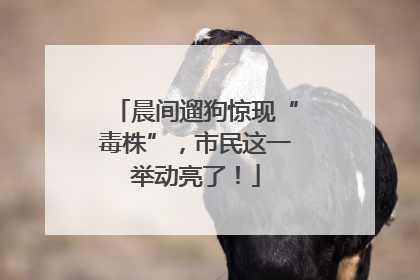 晨间遛狗惊现“毒株”，市民这一举动亮了！