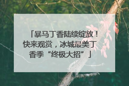 暴马丁香陆续绽放！快来观赏，冰城最美丁香季“终极大招”