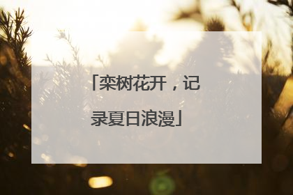 栾树花开，记录夏日浪漫