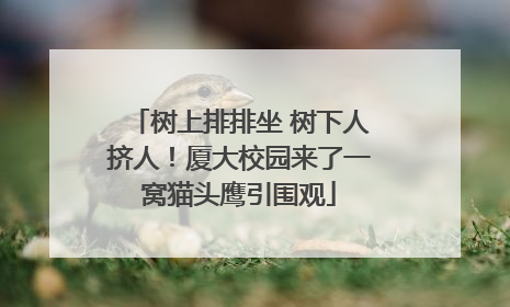树上排排坐 树下人挤人！厦大校园来了一窝猫头鹰引围观