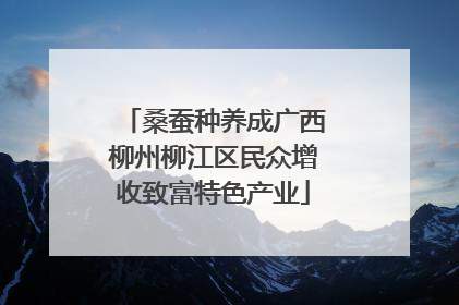 桑蚕种养成广西柳州柳江区民众增收致富特色产业