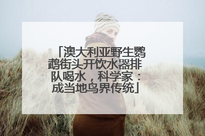 澳大利亚野生鹦鹉街头开饮水器排队喝水，科学家：成当地鸟界传统