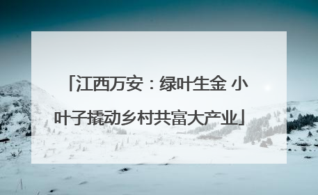 江西万安：绿叶生金 小叶子撬动乡村共富大产业