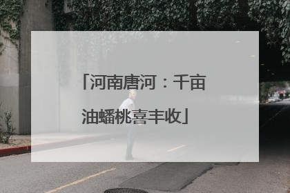 河南唐河：千亩油蟠桃喜丰收
