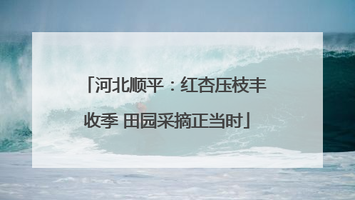 河北顺平：红杏压枝丰收季 田园采摘正当时