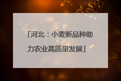 河北：小麦新品种助力农业高质量发展