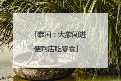 泰国：大象闯进便利店吃零食