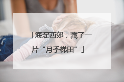 海淀西郊，藏了一片“月季梯田”