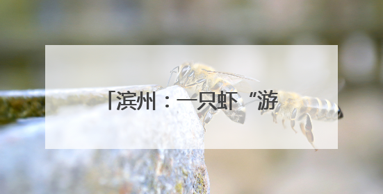 滨州：一只虾“游”出产业链新图景