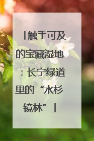 触手可及的宝藏湿地：长宁绿道里的“水杉镜林”