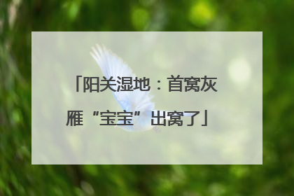 阳关湿地：首窝灰雁“宝宝”出窝了