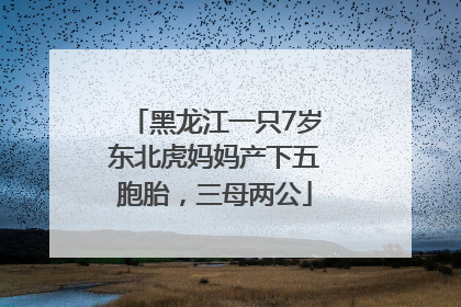 黑龙江一只7岁东北虎妈妈产下五胞胎，三母两公