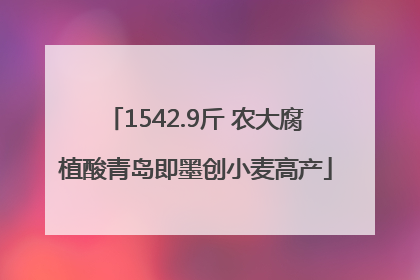 1542.9斤 农大腐植酸青岛即墨创小麦高产