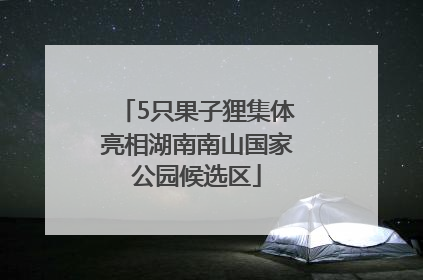5只果子狸集体亮相湖南南山国家公园候选区